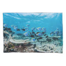 Search for coral pillowcases Underwater