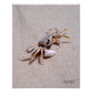 Search for crustacean posters Animal