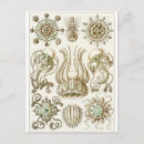 Search for ernst postcards Haeckel