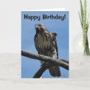 Search for hawk cards Raptors