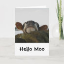 Search for moo cards Cow