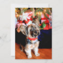 Search for pampered pets postcards Dog