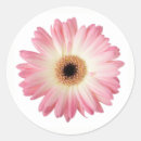 Search for pink gerbera daisy stickers Floral