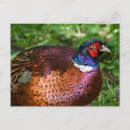 Search for red wood postcards Brown