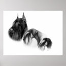 Search for schnauzer posters Standard