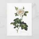 Search for rosas postcards Rose