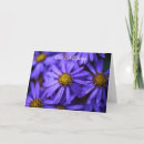 Search for aster photography Asters