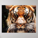 Search for malayan Malayan tiger