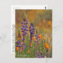 Search for desert flowers postcards Photography