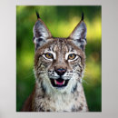 Search for lynx posters Feline
