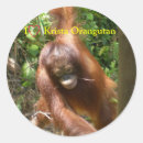 Search for orangutan stickers Animal