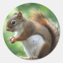 Search for red squirrel stickers Animals
