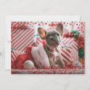 Search for happy pawlidays cards Dog