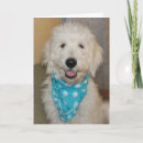 Search for labradoodle birthday cards Goldendoodle