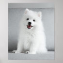 Search for spitz posters Puppy