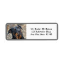 Search for working photography Animals