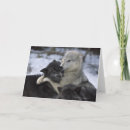 Search for wolves photo cards Nature