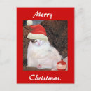 Search for felines christmas cards Kittens
