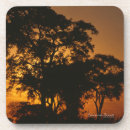Search for african safari coasters Photography