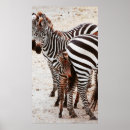 Search for zebra posters Landscape
