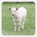 Search for calfs stickers Calves