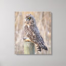 Search for owl ears art Short eared owl
