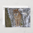 Search for winter snow wolf postcards Nature