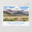 Search for yellowstone bison postcards Animals