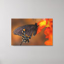 Search for plexippus posters Orange