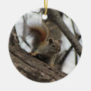 Search for red squirrel christmas tree decorations Nature