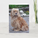 Search for spaniel dog cards Cocker