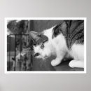Search for bird watching posters Cat