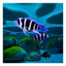 Search for aquarium fish posters Aquariums