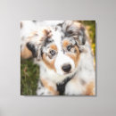Search for australian canvas prints Puppy