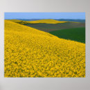 Search for canola posters Farm