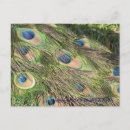 Search for peacock feathers postcards Photography