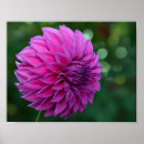 Search for dahlia flower posters Nature
