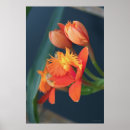 Search for orange other Flowers