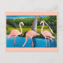 Search for vintage flamingo postcards Florida