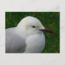 Search for juvenile postcards Gull