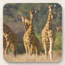 Search for kenya coasters Walking