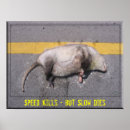 Search for roadkill Possum