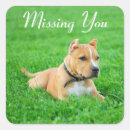 Search for american pitbull stickers Dog