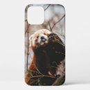 Search for cute koala bear iphone cases Wildlife