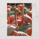 Search for flamingo picture postcards Bird