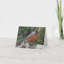Search for robin cards Nature