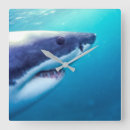 Search for shark clocks Underwater