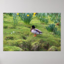 Search for mallards posters Wildlife