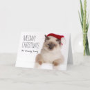 Search for birman cat Pets