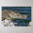 Search for crocodiles posters Nature